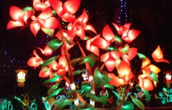 Bougainvillea Bougainvillea