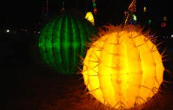 Cactus Cactus