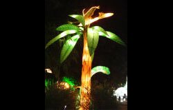 Cyathea tree Cyathea tree