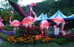 Fire Bird Fire Bird