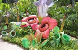 Giant flowers Giant flowers