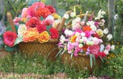 Landscape flowers Landscape flowers