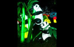 Panda climbing Panda climbing